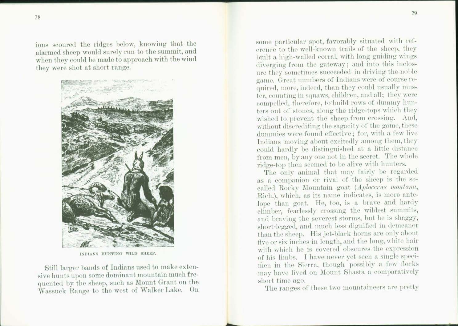 THE WILD SHEEP 1881.vist0017i